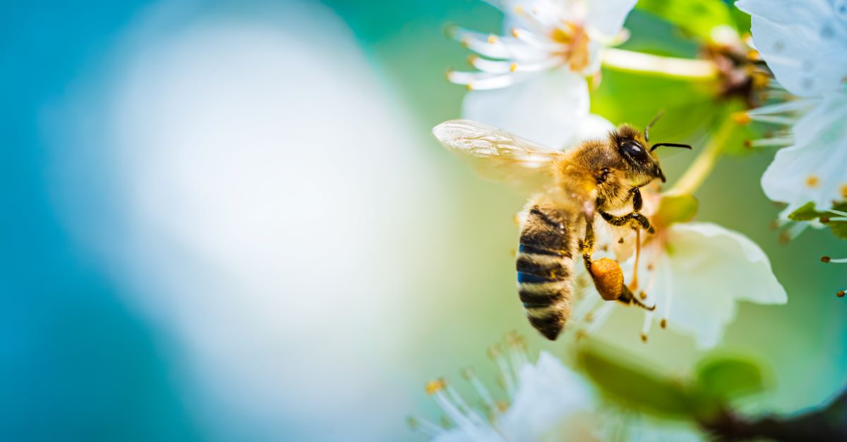 Bienen schützen im Garten – Tipps für Heidelberg
