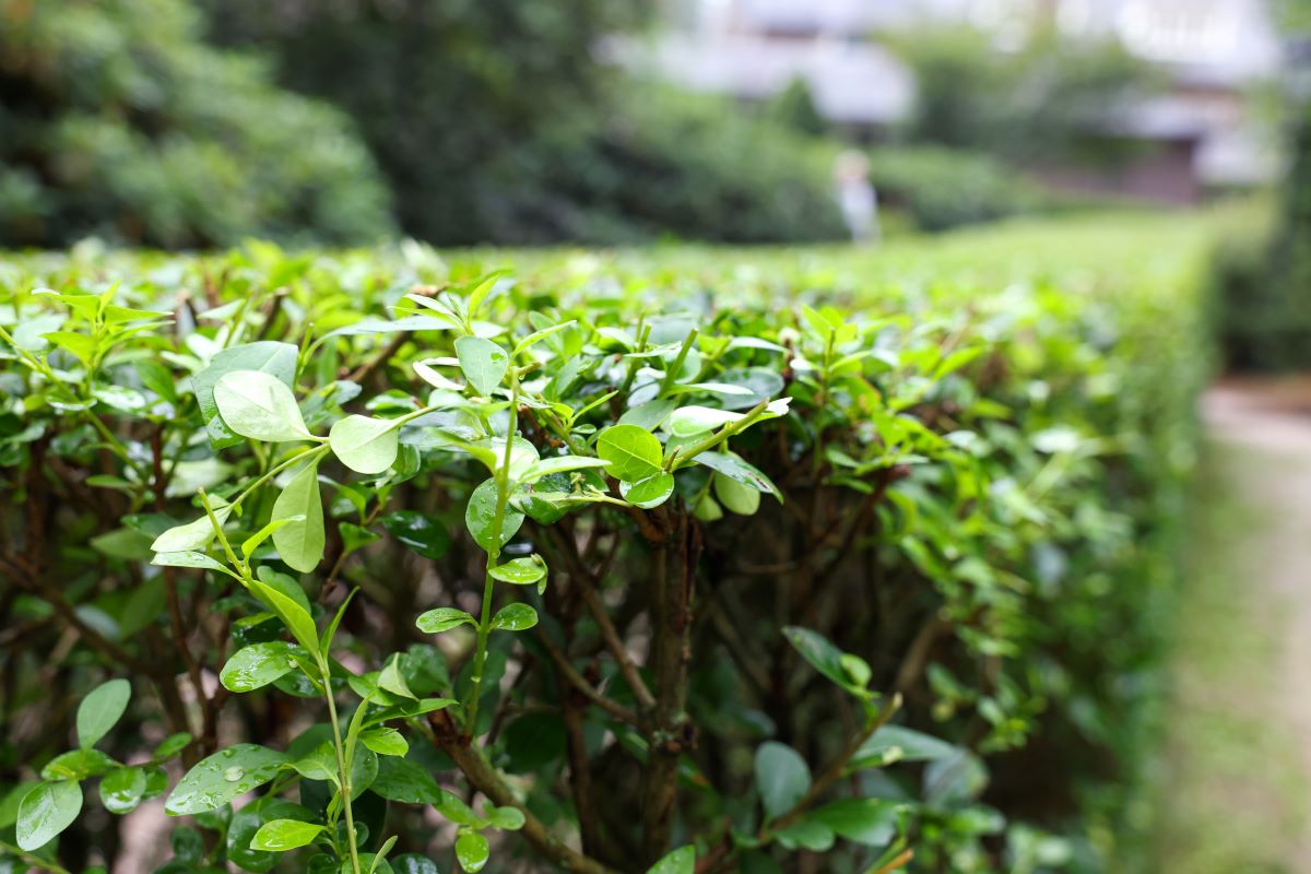 Hecke schneiden: Rechtliche Fristen und beste Zeit