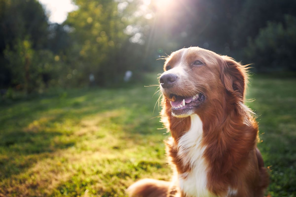 Hund vermisst in Heidelberg — Erste Schritte zur Suche
