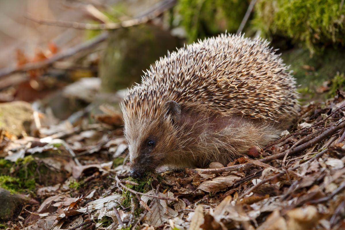 Igel im Garten Heidelberg — richtig helfen
