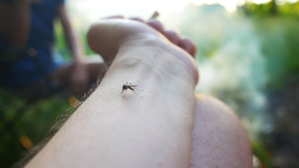 Insektenstiche in Heidelberg: Erste Hilfe, richtige Behandlu