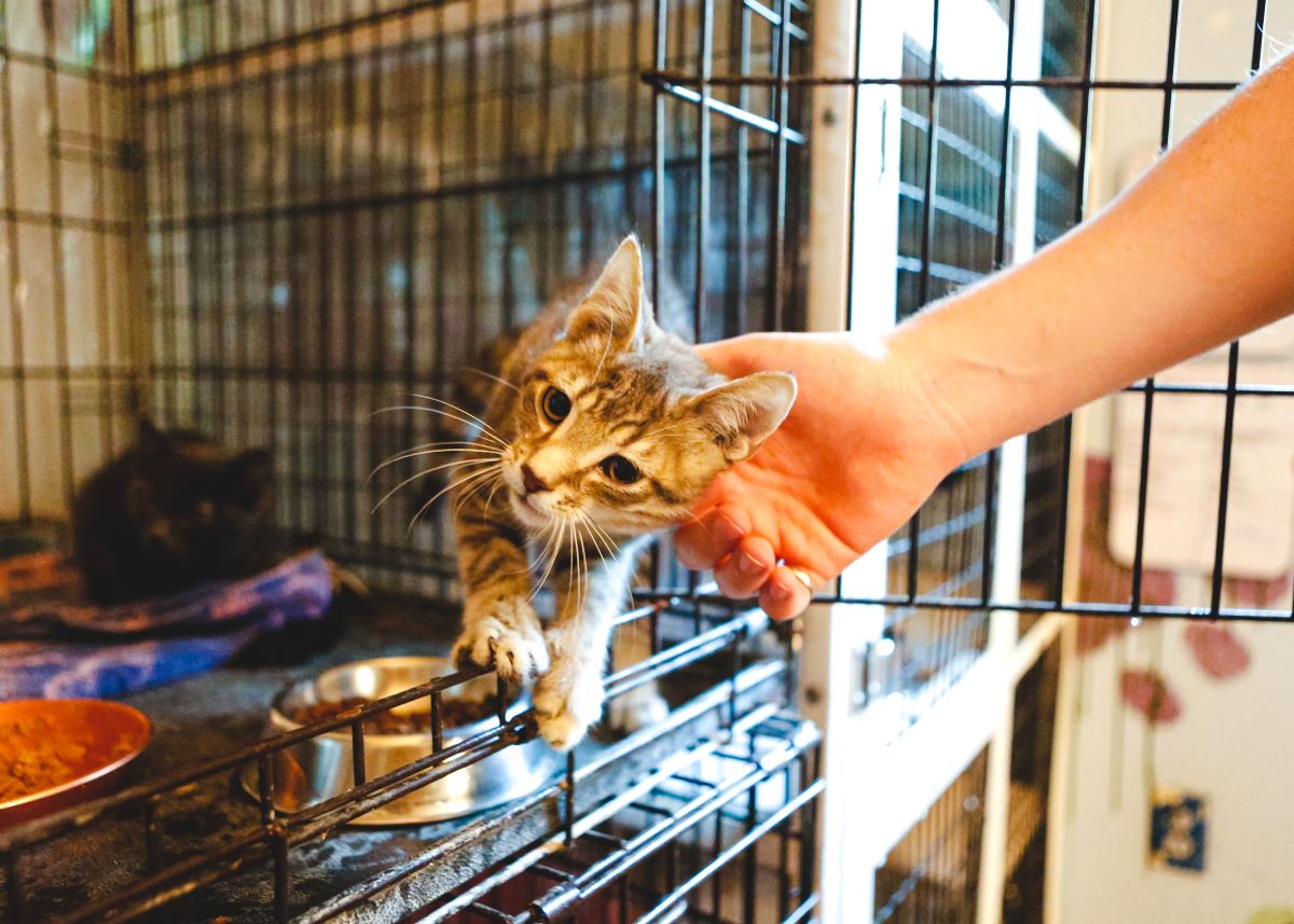 Katze mikrochippen Heidelberg — Sicherheit für Ihr Haustier