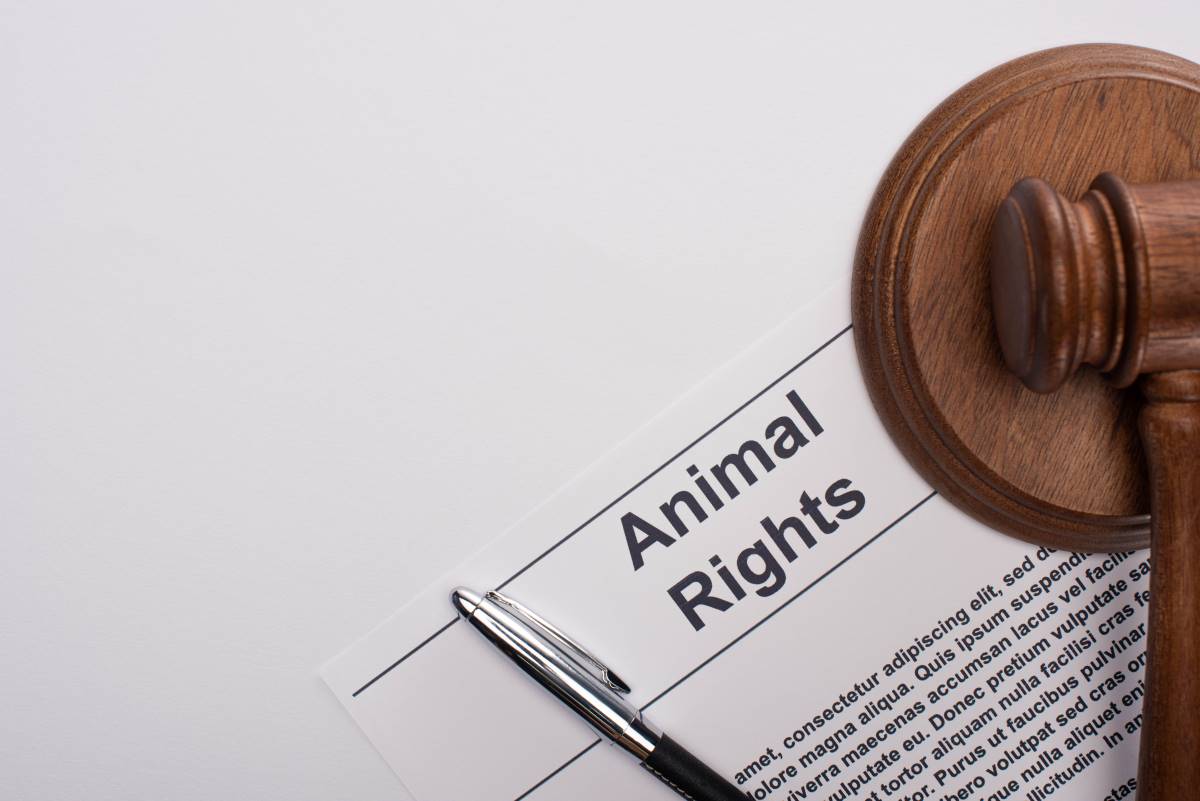 Petition starten in Heidelberg — Anleitung für wirksame Bürg
