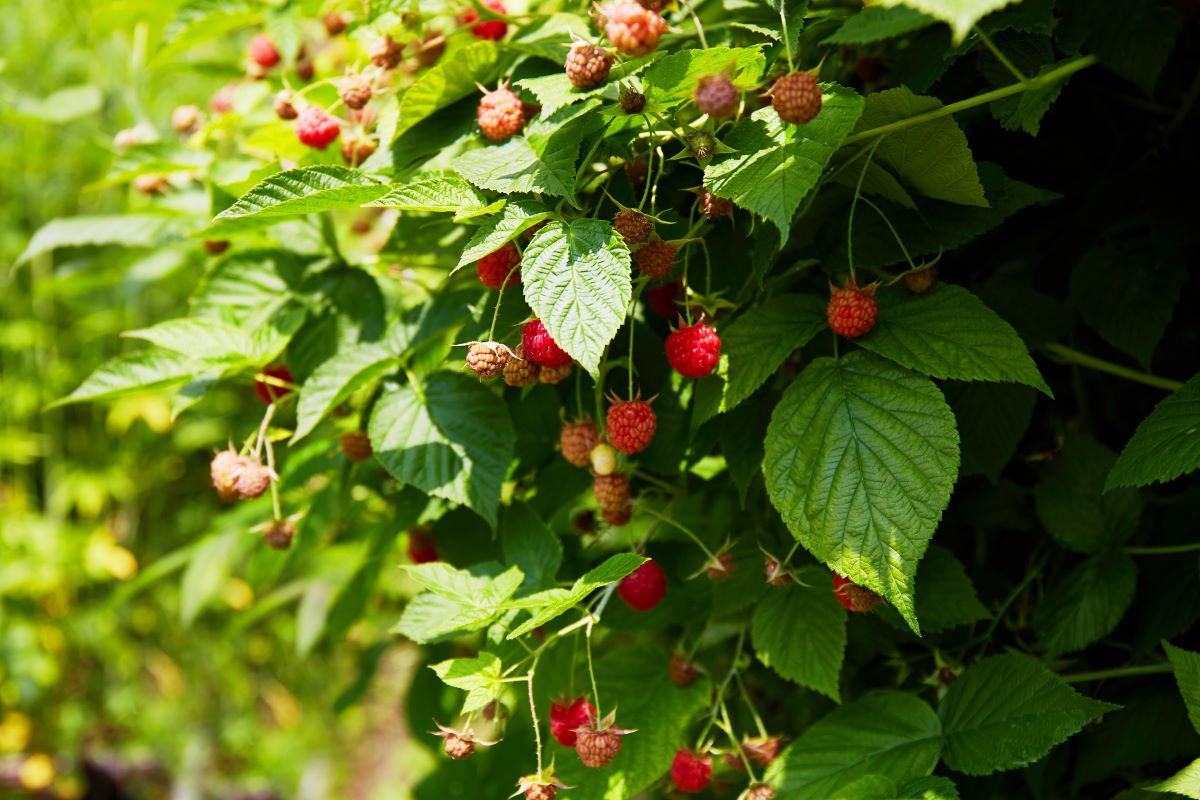 Streuobstwiese mit Hecke einfrieden in Heidelberg — was ist 