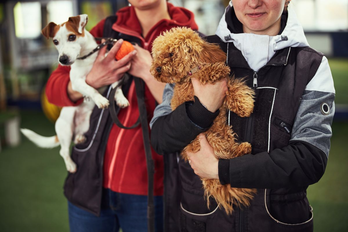 Tier adoptieren statt kaufen in Heidelberg